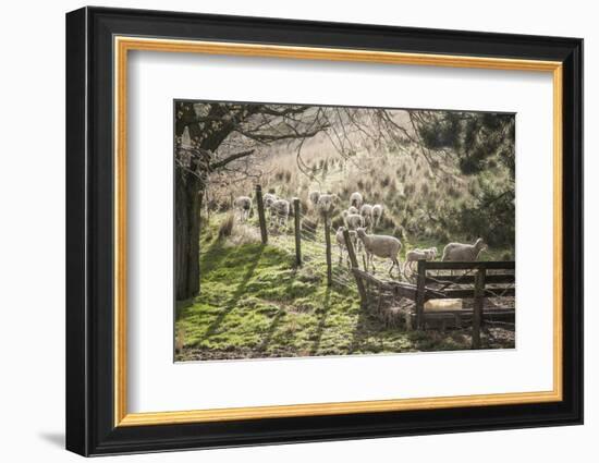 Washington, Whitman County, the Palouse, Lacrosse, Pioneer Stock Farm, Sheep and Spring Lambs-Alison Jones-Framed Photographic Print