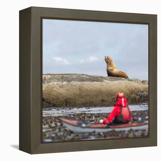 Washington, Woman Sea Kayaker, with Bull Stellar Sea Lion on Offshore Rock Near Tatoosh Island-Gary Luhm-Framed Premier Image Canvas