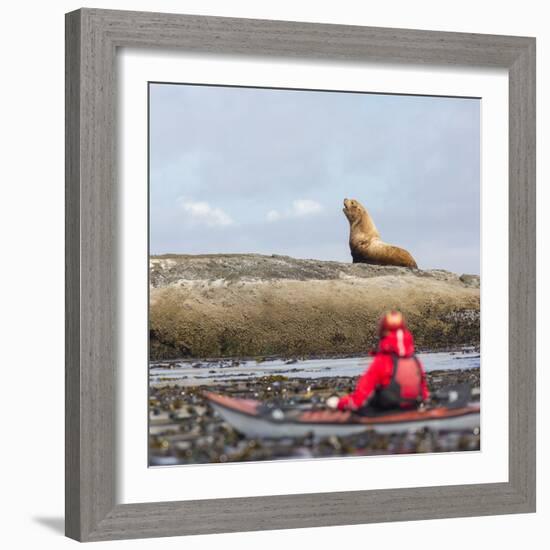 Washington, Woman Sea Kayaker, with Bull Stellar Sea Lion on Offshore Rock Near Tatoosh Island-Gary Luhm-Framed Photographic Print