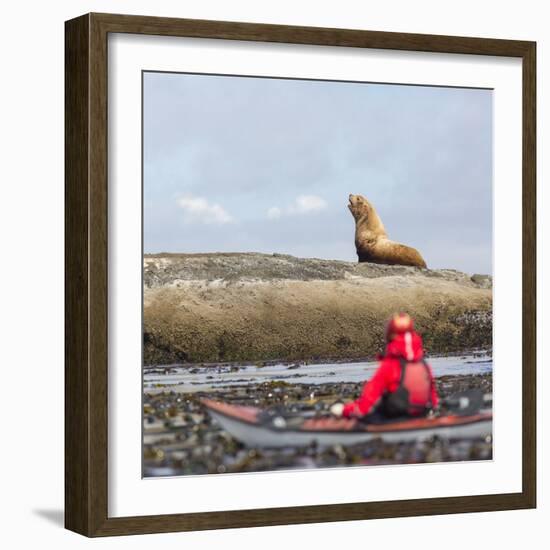 Washington, Woman Sea Kayaker, with Bull Stellar Sea Lion on Offshore Rock Near Tatoosh Island-Gary Luhm-Framed Photographic Print