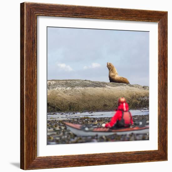 Washington, Woman Sea Kayaker, with Bull Stellar Sea Lion on Offshore Rock Near Tatoosh Island-Gary Luhm-Framed Photographic Print