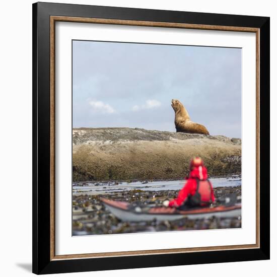Washington, Woman Sea Kayaker, with Bull Stellar Sea Lion on Offshore Rock Near Tatoosh Island-Gary Luhm-Framed Photographic Print