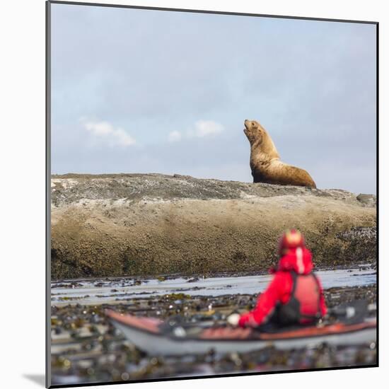 Washington, Woman Sea Kayaker, with Bull Stellar Sea Lion on Offshore Rock Near Tatoosh Island-Gary Luhm-Mounted Photographic Print