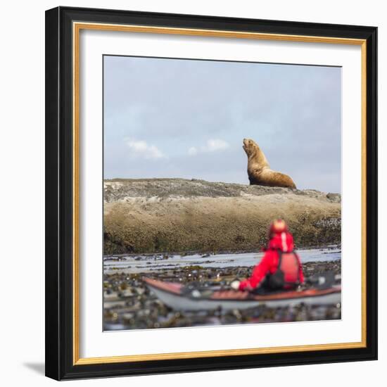 Washington, Woman Sea Kayaker, with Bull Stellar Sea Lion on Offshore Rock Near Tatoosh Island-Gary Luhm-Framed Photographic Print