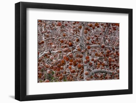 Washington-Art Wolfe-Framed Photographic Print