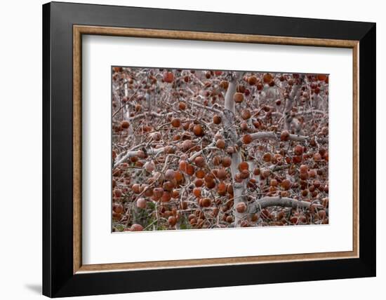 Washington-Art Wolfe-Framed Photographic Print