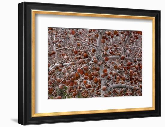 Washington-Art Wolfe-Framed Photographic Print