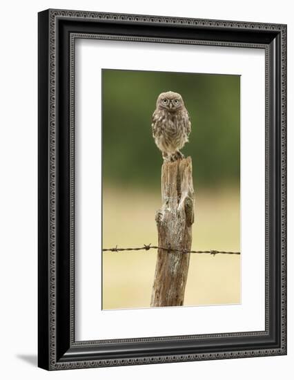 Wasn’t Me!-Mark Bridger-Framed Art Print