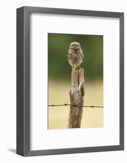 Wasn’t Me!-Mark Bridger-Framed Art Print