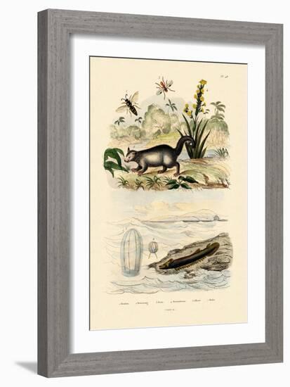 Wasp, 1833-39-null-Framed Giclee Print