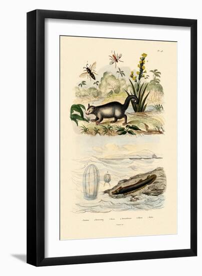 Wasp, 1833-39-null-Framed Giclee Print