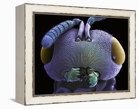 Wasp Head, SEM-Steve Gschmeissner-Framed Premier Image Canvas