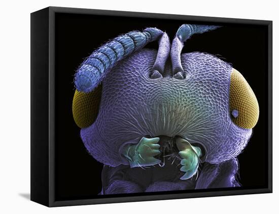 Wasp Head, SEM-Steve Gschmeissner-Framed Premier Image Canvas