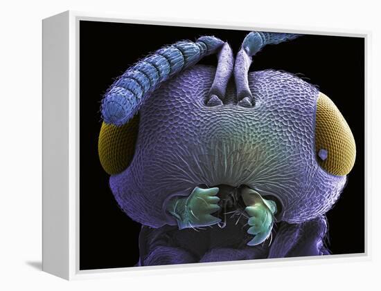 Wasp Head, SEM-Steve Gschmeissner-Framed Premier Image Canvas