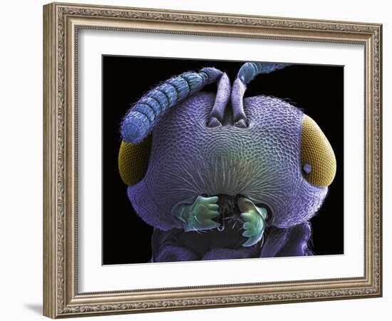 Wasp Head, SEM-Steve Gschmeissner-Framed Photographic Print