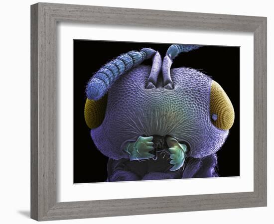 Wasp Head, SEM-Steve Gschmeissner-Framed Photographic Print