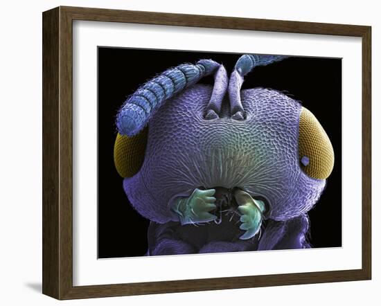 Wasp Head, SEM-Steve Gschmeissner-Framed Photographic Print