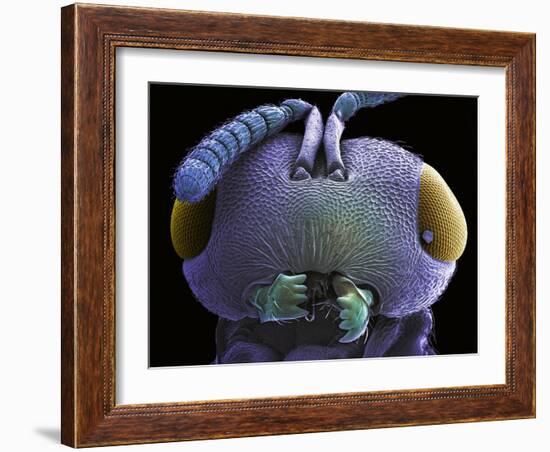 Wasp Head, SEM-Steve Gschmeissner-Framed Photographic Print