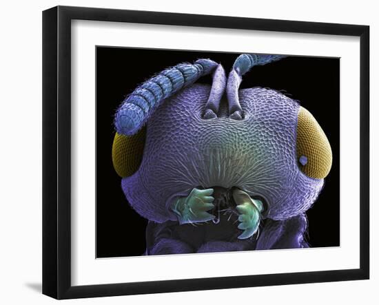 Wasp Head, SEM-Steve Gschmeissner-Framed Photographic Print