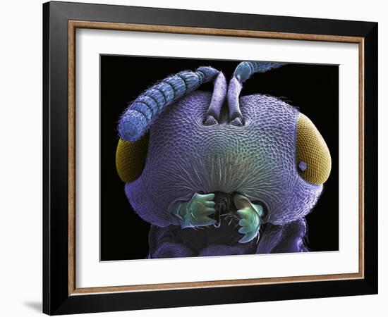 Wasp Head, SEM-Steve Gschmeissner-Framed Photographic Print