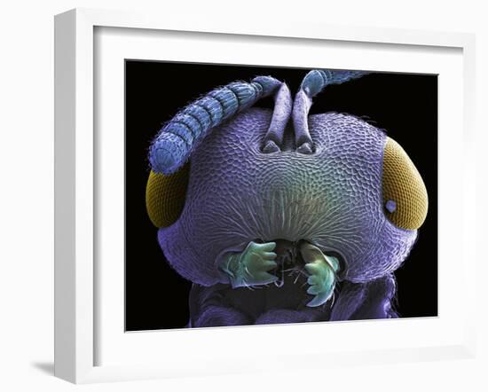 Wasp Head, SEM-Steve Gschmeissner-Framed Photographic Print