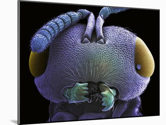 Wasp Head, SEM-Steve Gschmeissner-Mounted Photographic Print