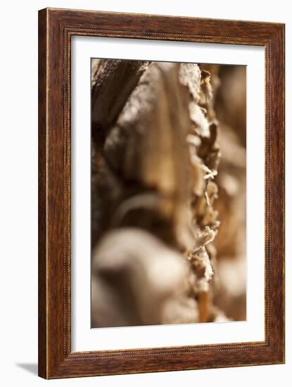 Wasp Nest-K.B. White-Framed Photographic Print