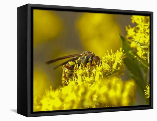 Wasp on a flower-Michael Scheufler-Framed Premier Image Canvas