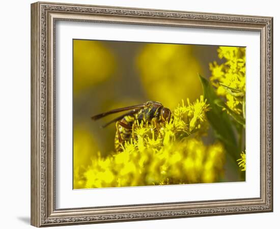 Wasp on a flower-Michael Scheufler-Framed Photographic Print