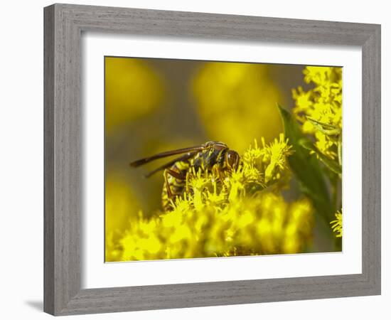 Wasp on a flower-Michael Scheufler-Framed Photographic Print