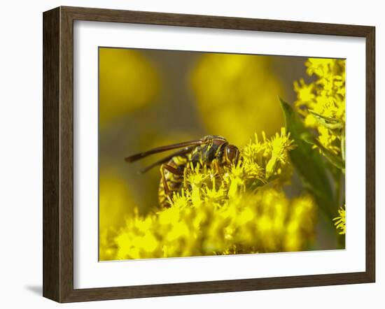 Wasp on a flower-Michael Scheufler-Framed Photographic Print