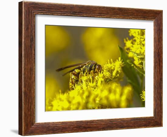 Wasp on a flower-Michael Scheufler-Framed Photographic Print