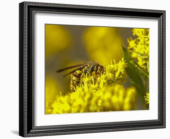 Wasp on a flower-Michael Scheufler-Framed Photographic Print