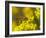 Wasp on a flower-Michael Scheufler-Framed Photographic Print