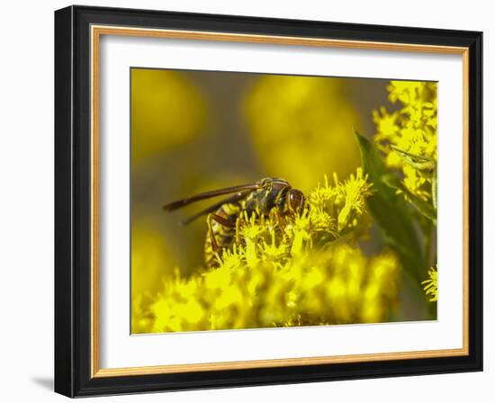 Wasp on a flower-Michael Scheufler-Framed Photographic Print