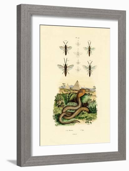 Wasps, 1833-39-null-Framed Giclee Print