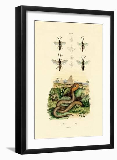 Wasps, 1833-39-null-Framed Giclee Print