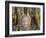 Wat Mahathat, Buddha Head, Ayutthaya, Thailand-Steve Vidler-Framed Photographic Print