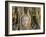 Wat Mahathat, Buddha Head, Ayutthaya, Thailand-Steve Vidler-Framed Photographic Print