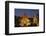 Wat Phra Singh, Chiang Mai, Thailand, Southeast Asia, Asia-null-Framed Photographic Print