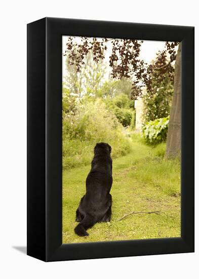 Watch Dog-Karyn Millet-Framed Premier Image Canvas