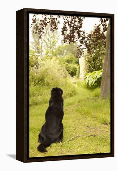 Watch Dog-Karyn Millet-Framed Premier Image Canvas