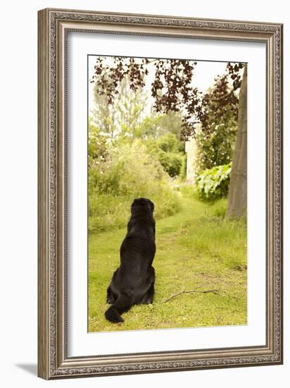 Watch Dog-Karyn Millet-Framed Photographic Print