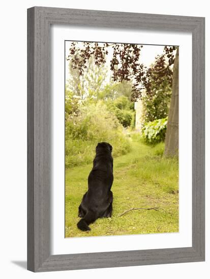 Watch Dog-Karyn Millet-Framed Photographic Print