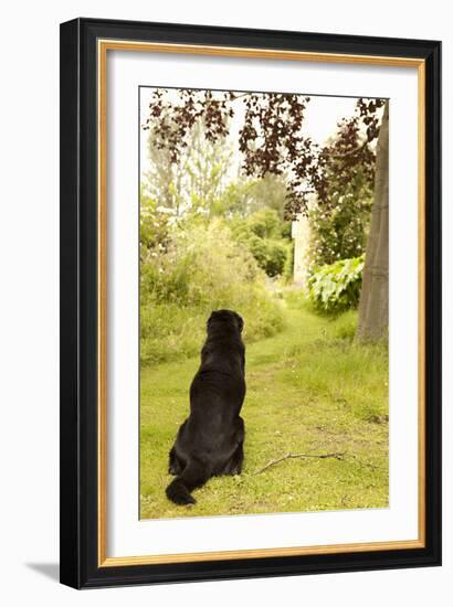 Watch Dog-Karyn Millet-Framed Photographic Print