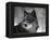 Watchful 1-Art Wolfe-Framed Premier Image Canvas