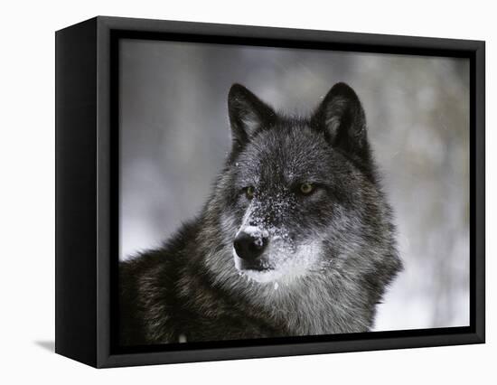 Watchful 1-Art Wolfe-Framed Premier Image Canvas