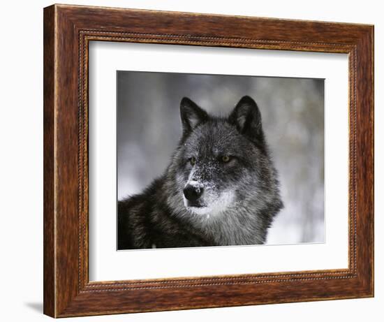 Watchful 1-Art Wolfe-Framed Photographic Print