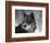 Watchful 1-Art Wolfe-Framed Photographic Print