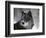 Watchful 1-Art Wolfe-Framed Photographic Print